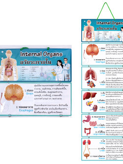 สื่อแขวน ชุดอวัยวะภายใน Internal Organs
