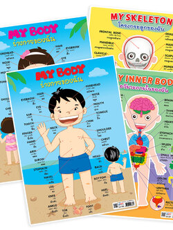 โปสเตอร์ความรู้ ร่างกายของฉัน My Body ขนาด A4