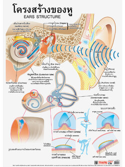 โปสเตอร์ความรู้ โครงสร้างของหู No.087