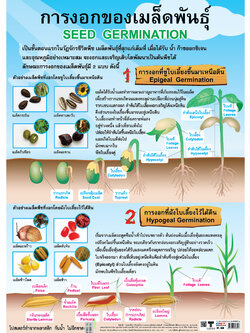 โปสเตอร์ความรู้ การงอกของเมล็ดพันธุ์ No.309