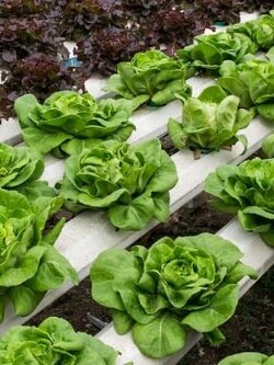 ผงธาตุอาหารสำหรับเตรียม STOCK ปุ๋ย A และ ปุ๋ย B สูตร KMITL3 (เหล็กเหลือง) สำหรับผักไทยและผักสลัด 8,000 ลิตร