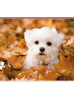 Jigsaw Puzzle ตัวต่อจิ๊กซอว์ 500 ชิ้น T002 Animals สัตว์ Poodle Dog Puppy รูปหมาพูเดิล MagicLand6