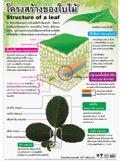โปสเตอร์ความรู้ โครงสร้างของใบไม้ No.133