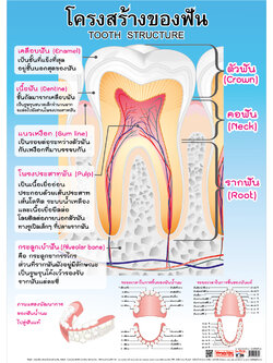 โปสเตอร์ความรู้ โครงสร้างของฟัน No.080