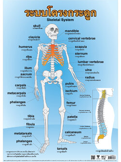 โปสเตอร์ความรู้ ระบบโครงกระดูก No.088