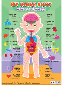 โปสเตอร์ความรู้ อวัยวะภายในของฉัน No.481