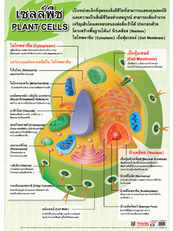 โปสเตอร์ความรู้ เซลล์พืช No.112