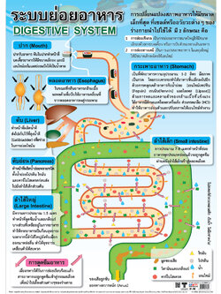 โปสเตอร์ความรู้ ระบบย่อยอาหาร No.170