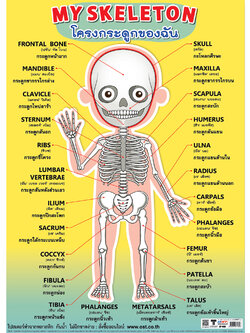 โปสเตอร์ความรู้ โครงกระดูกของฉัน No.480