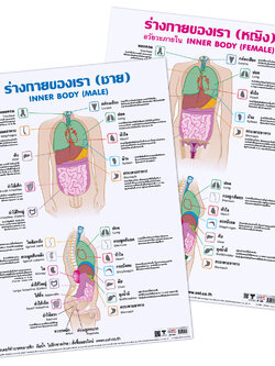 โปสเตอร์ความรู้ อวัยวะในร่างกาย