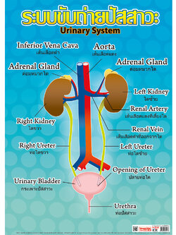 โปสเตอร์ความรู้ ระบบขับถ่ายปัสสาวะ