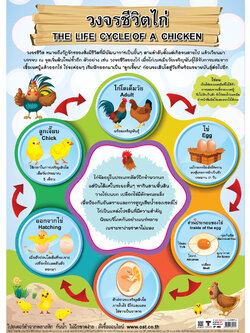The Life Cycle of a Chicken Educational Posters No.455