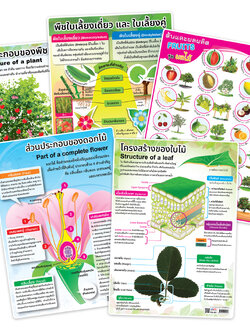 โปสเตอร์ความรู้ เรื่องพืช ขนาด A4