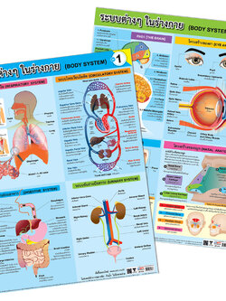 โปสเตอร์ความรู้ ระบบต่างๆในร่างกาย