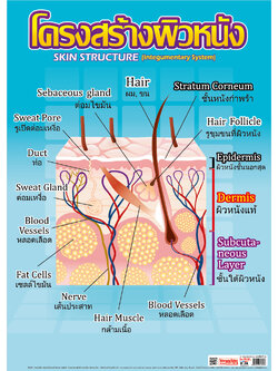 โปสเตอร์ความรู้ โครงสร้างผิวหนัง