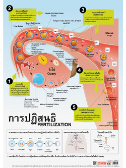 โปสเตอร์ความรู้ การปฏิสนธิ No.082