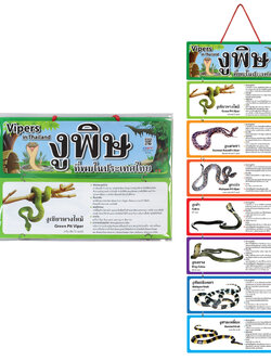 สื่อแขวน ชุดงูพิษที่พบในประเทศไทย ET-641