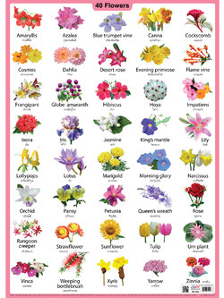โปสเตอร์ความรู้ ชุดคำศัพท์ ดอกไม้ 40 ชนิด No.591