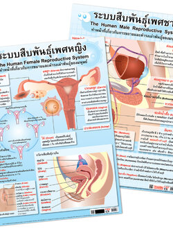โปสเตอร์ความรู้ ระบบสืบพันธุ์