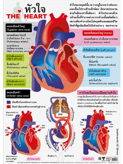 โปสเตอร์ความรู้ หัวใจ No.126