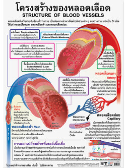 โปสเตอร์ความรู้ โครงสร้างของหลอดเลือด No.296