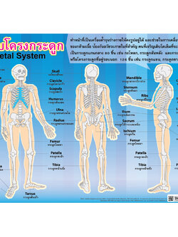 โปสเตอร์ความรู้ ระบบโครงกระดูก EP-240