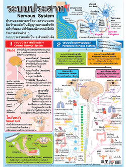 โปสเตอร์ความรู้ ระบบประสาท No.265