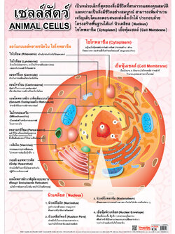 Animal Cells Structure Educational Posters No.113