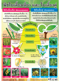 โปสเตอร์ความรู้ พืชใบเลี้ยงเดี่ยวและใบเลี้ยงคู่ No.335