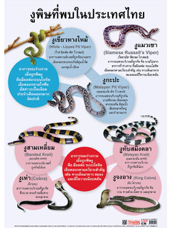 Venomous Snakes in Thailand Educational Posters No.020