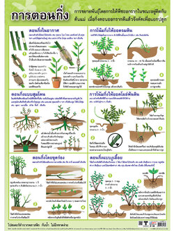 โปสเตอร์ความรู้ การตอนกิ่ง No.128