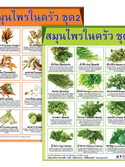 โปสเตอร์ความรู้ สมุนไพรในครัว