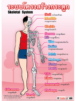 โปสเตอร์ความรู้ โครงสร้างกระดูก No.514