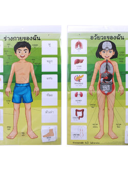 สื่อการสอน ร่างกายของฉัน-อวัยวะของฉัน ET-568