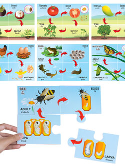 เกมจิ๊กซอว์ ชุดวงจรชีวิต