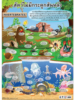 Invertebrates Animal Educational Posters No.452