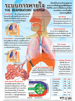 โปสเตอร์ความรู้ ระบบการหายใจ No.239