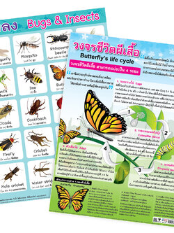 Insects Educational Posters