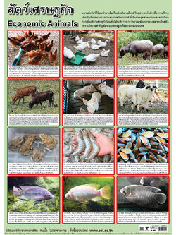 Thailand Economic Animals Educational Posters No.457