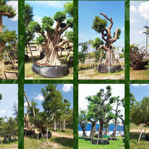 ดอกไม้มงคล โทร 062-1596623 ต้นไม้มงคลรวยทรัพย์ บริการขุด ล้อม ย้าย ตั้งค้ำต้นไม้ล้ม