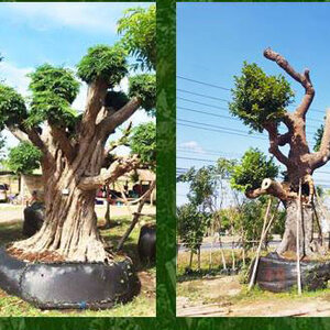 ช่างรับจัดสวนข้างบ้าน โทร 080-3296882 ปรับปรุง ดูแลสวน ปรับภูมิทัศน์ จัดสวนปรับภูมิทัศน์ บริการออกแบบจัดสวนแต่งบ้าน