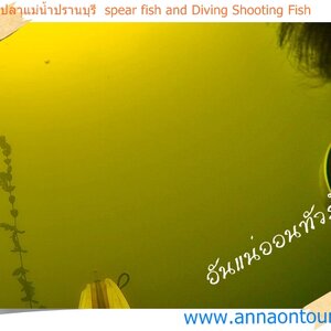 ดำน้ำยิงปลา ควบคู่กับการท่องเที่ยวแนวใหม่ spear fish and Diving Shooting Fish
