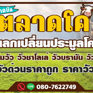 รถคอกขนวัว โทร 088-9952629 วัว ควาย รถรับจ้างขนสัตว์ ขนแพะ ขนแกะ ขนโค ขนกระบือ ขนส่งสัตว์ ทุกชนิด ทั่วประเทศ