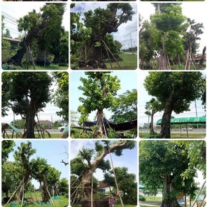 ปูสนามหญ้า โทร 096-8588145 จัดหาต้นไม้มงคล หินจัดสวน หินกาบ หินน้ำตก ญ้านวลน้อย หญ้าญี่ปุ่น