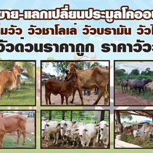 ตลาดวัว โทร 080-7622749 ตลาดนัดซื้อ-ขายแลกเปลี่ยนวัว ฟาร์มวัว วัวชาโลเล่ วัวบรามัน วัวไทย