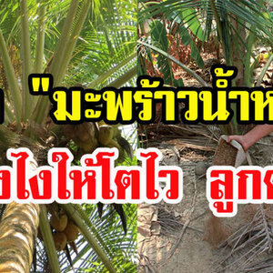 ปลูก “มะพร้าวน้ำหอม” พืชเงินล้าน ยังไงให้โตไว ลูกดก