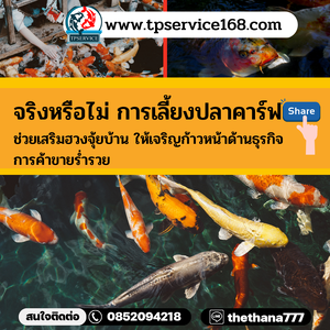 จริงหรือไม่ การเลี้ยงปลาคาร์ฟ ช่วยเสริมฮวงจุ้ยบ้าน ให้เจริญก้าวหน้าด้านธุรกิจ การค้าขายร่ำรวย