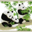 panda-1028 *สินค้าหมด* ชุดปักครอสติช ลายครอบครัวแพนด้า (ไม่มีเดินเส้น ปักครั้งละ 3 เส้นเล็ก) ขนาด 58*50 ซม.ผ้าครอสติช 11CTพิมพ์ลายปักบนผ้า ไหมคอตตอน 16 สี ผังลาย เข็ม