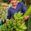 หน่อกล้วยน้ำหว้าทะลิอ่องยักษ์โบราณ 4 หน่อ ส่งฟรีทั่วไทย