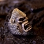 แหวนหน้าคิงคอง King Kong Sterling Silver 925 NSRG901